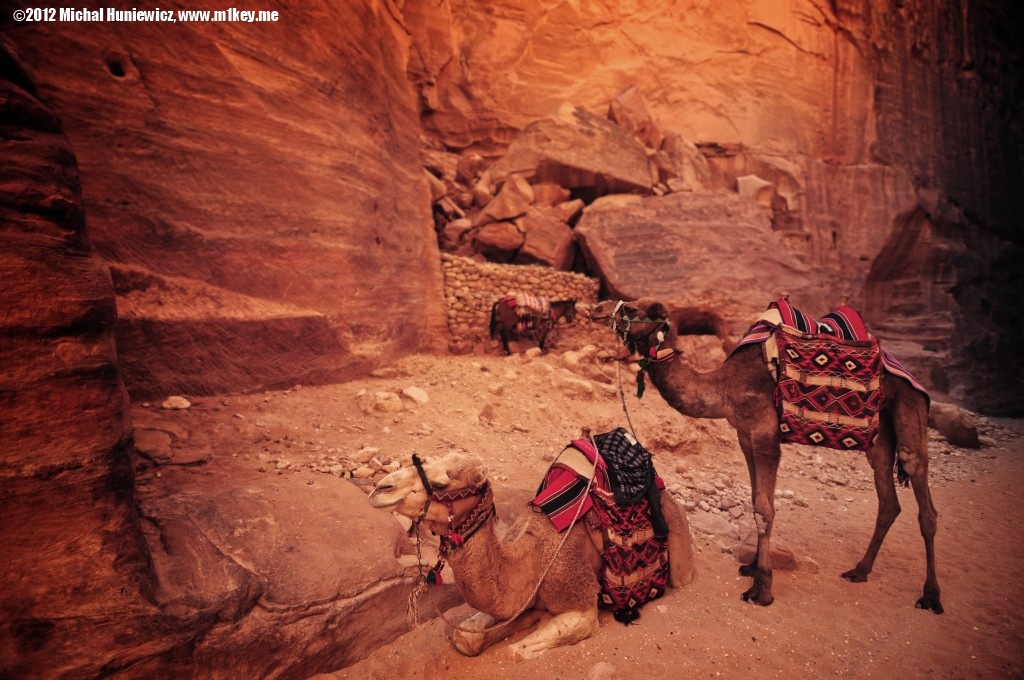 Camels - Petra: Part 1