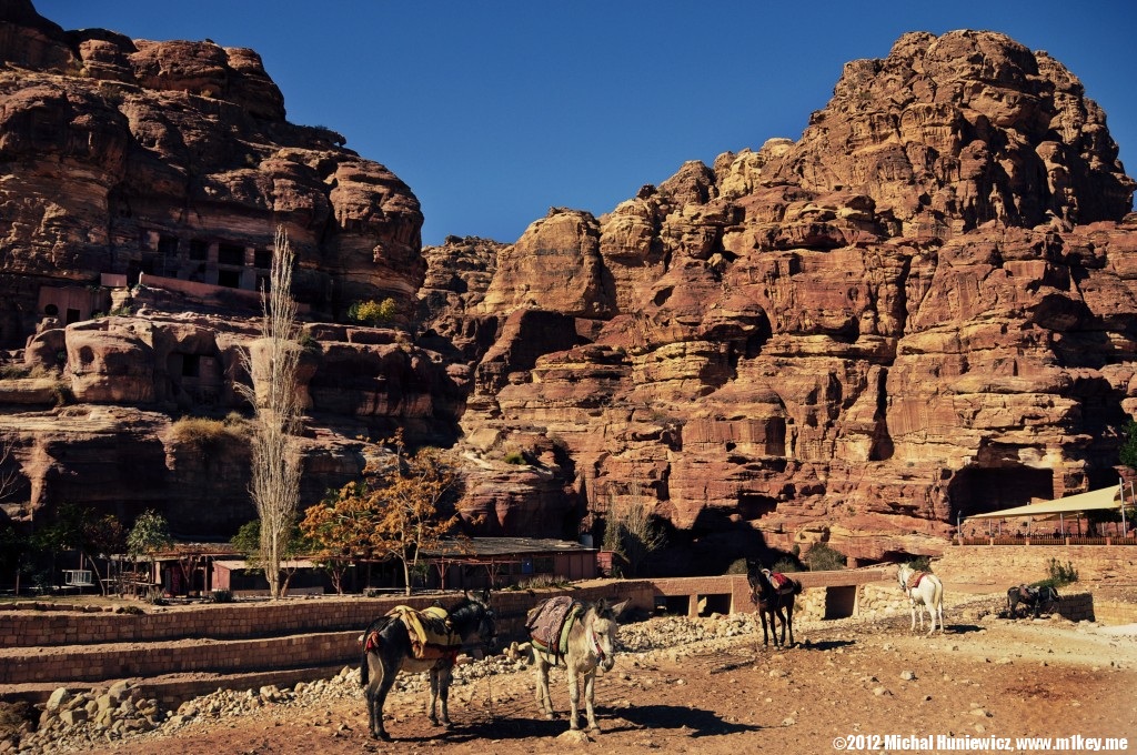 Donkeys - Petra: Part 2