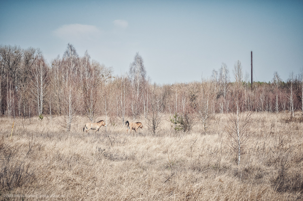 Przewalski's Horses