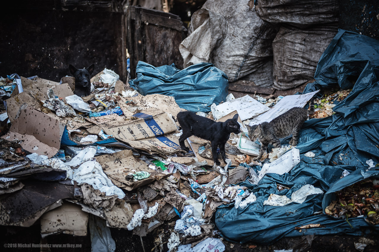 One Dog, Two Cats, a Million Flies