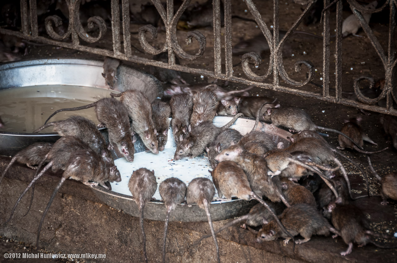 Rat temple