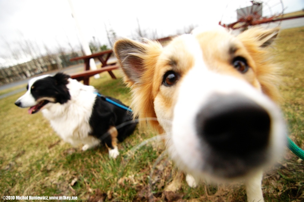 Doggies - Iceland 2009