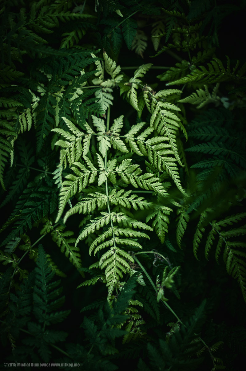 Fern