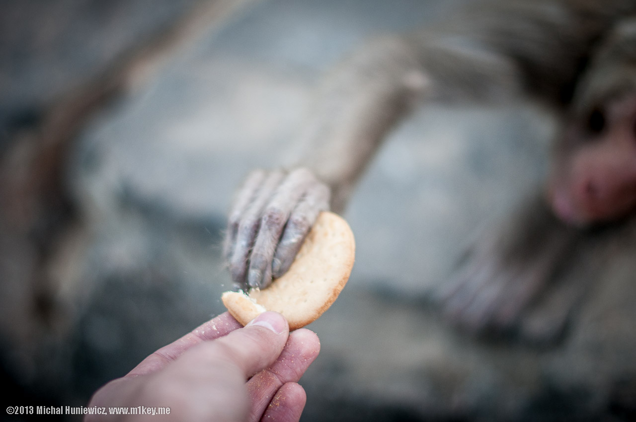 Have you bribed the monkeys?