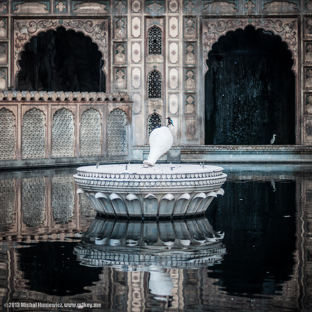 White-throated kingfisher