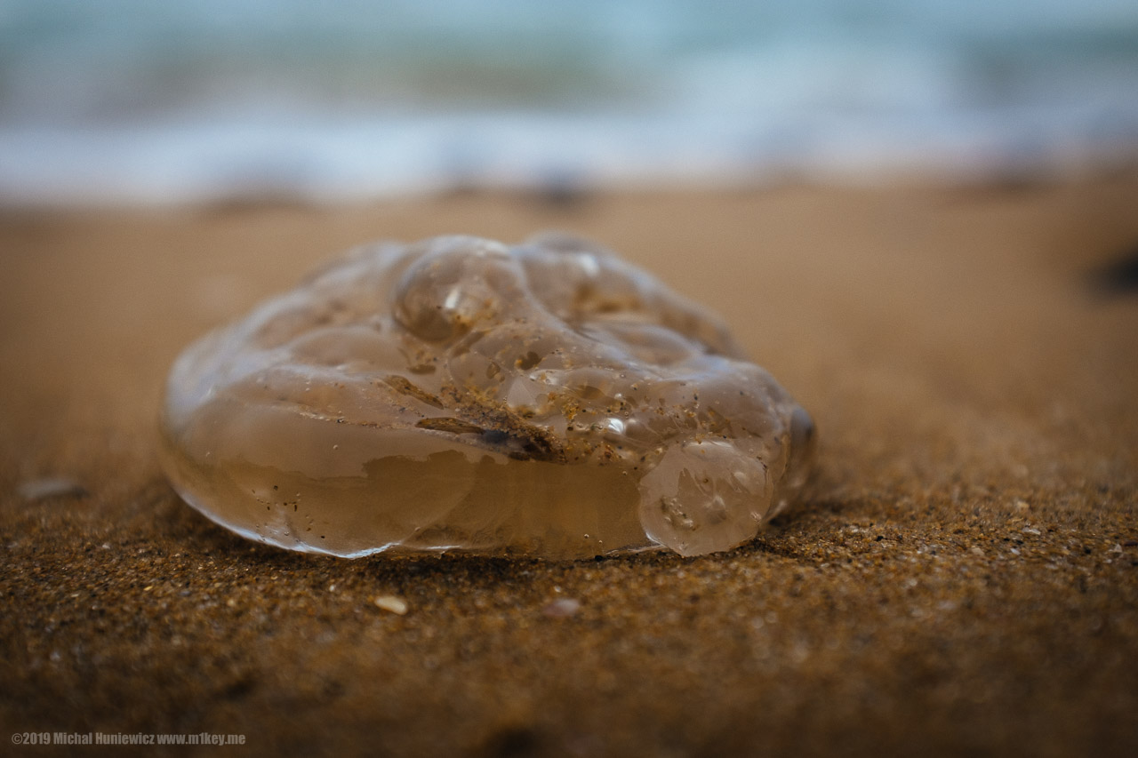 Jellyfish