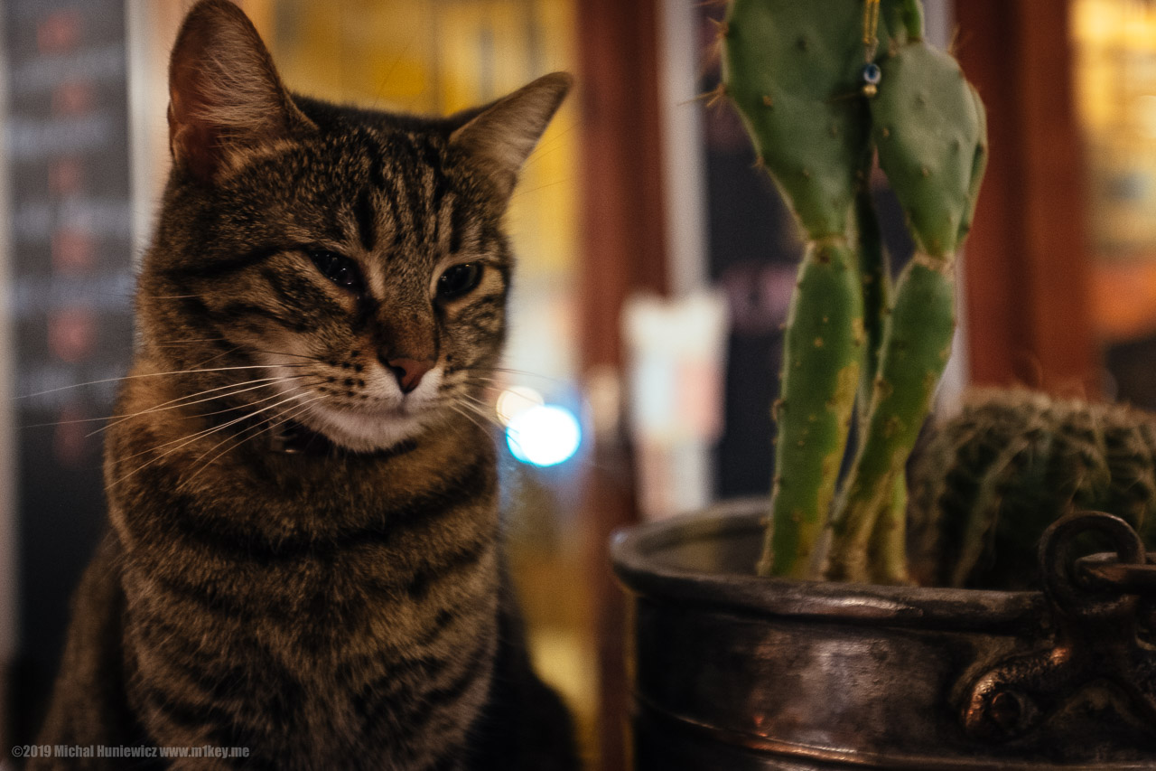 Beasts of Istanbul #2