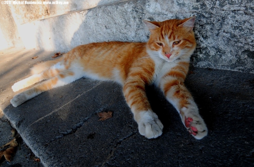 Cats in Istanbul