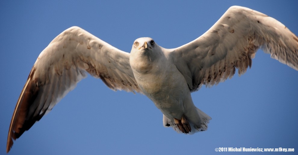 Seagull - Istanbul Sights