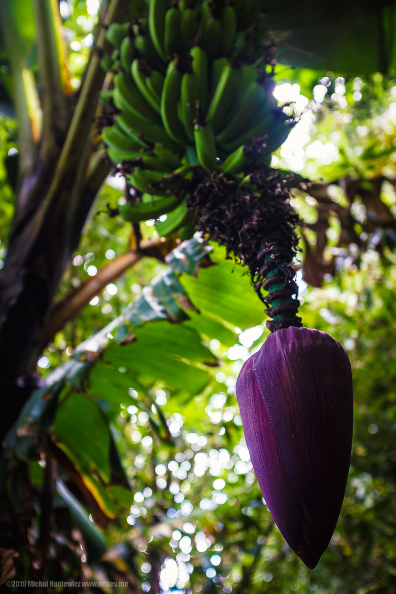 Banana Tree