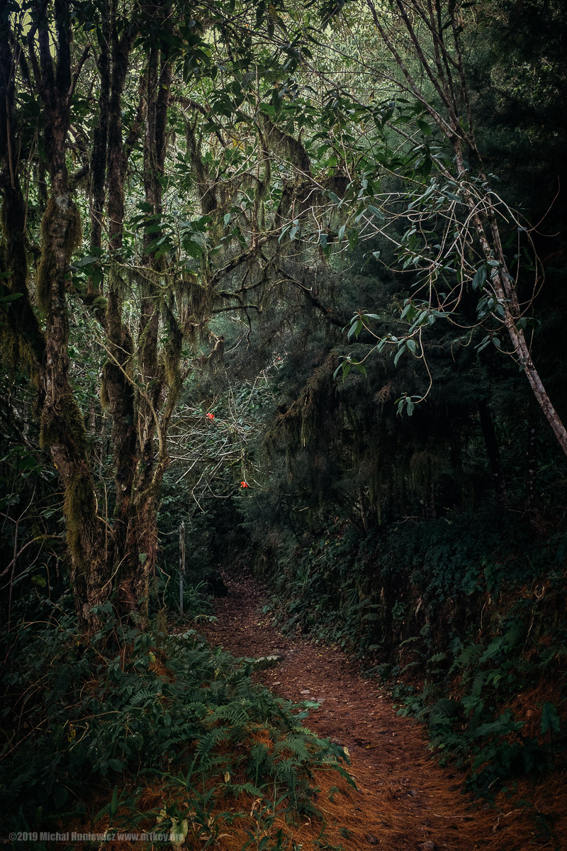 Ever Deeper Into the Jungle