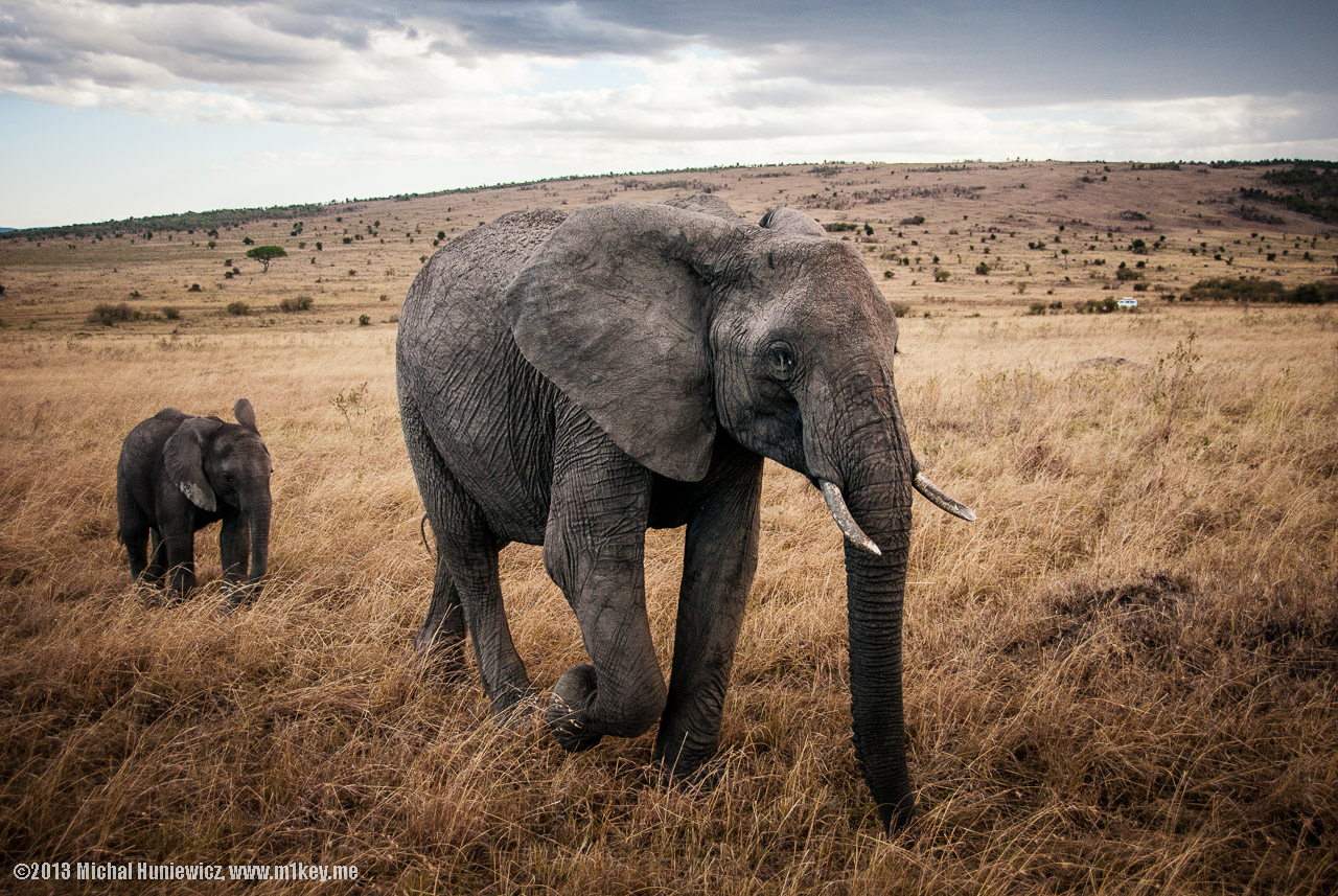 Elephants