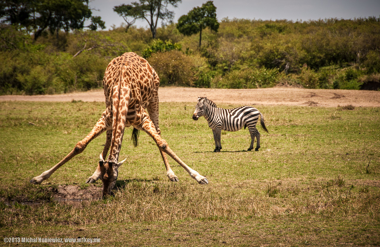 This is how giraffes drink