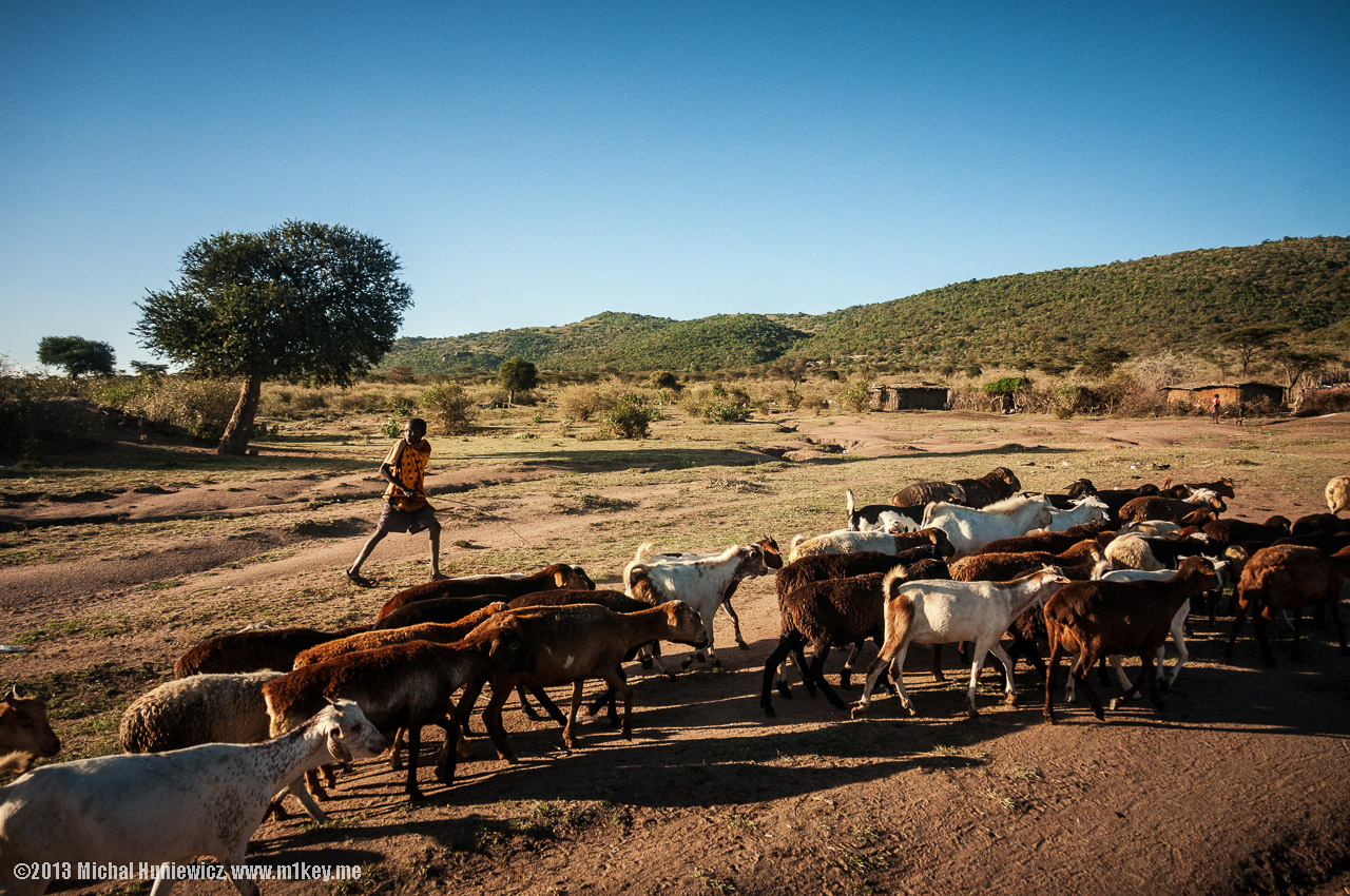 Goat herding