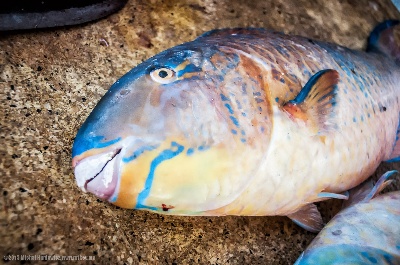 Parrotfish