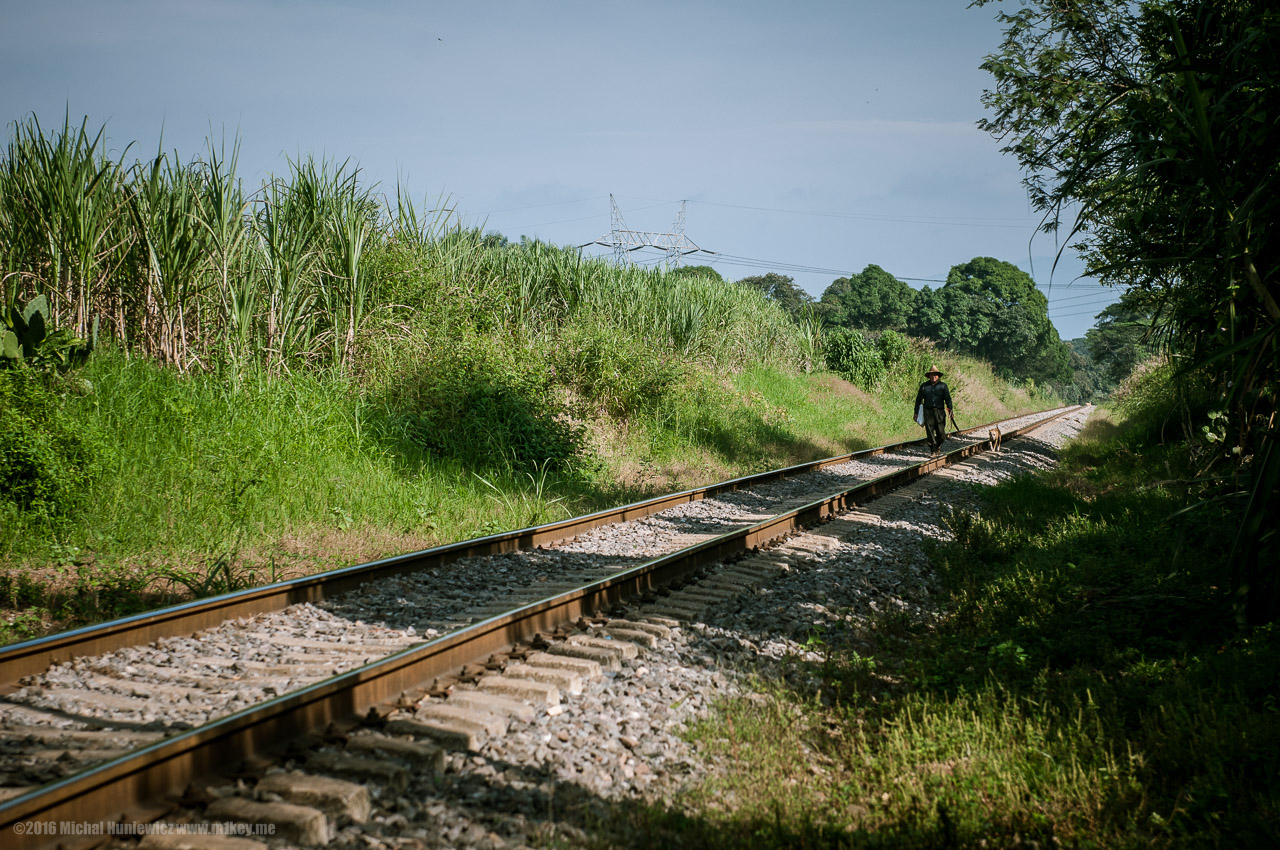 Welcome to the Jungle