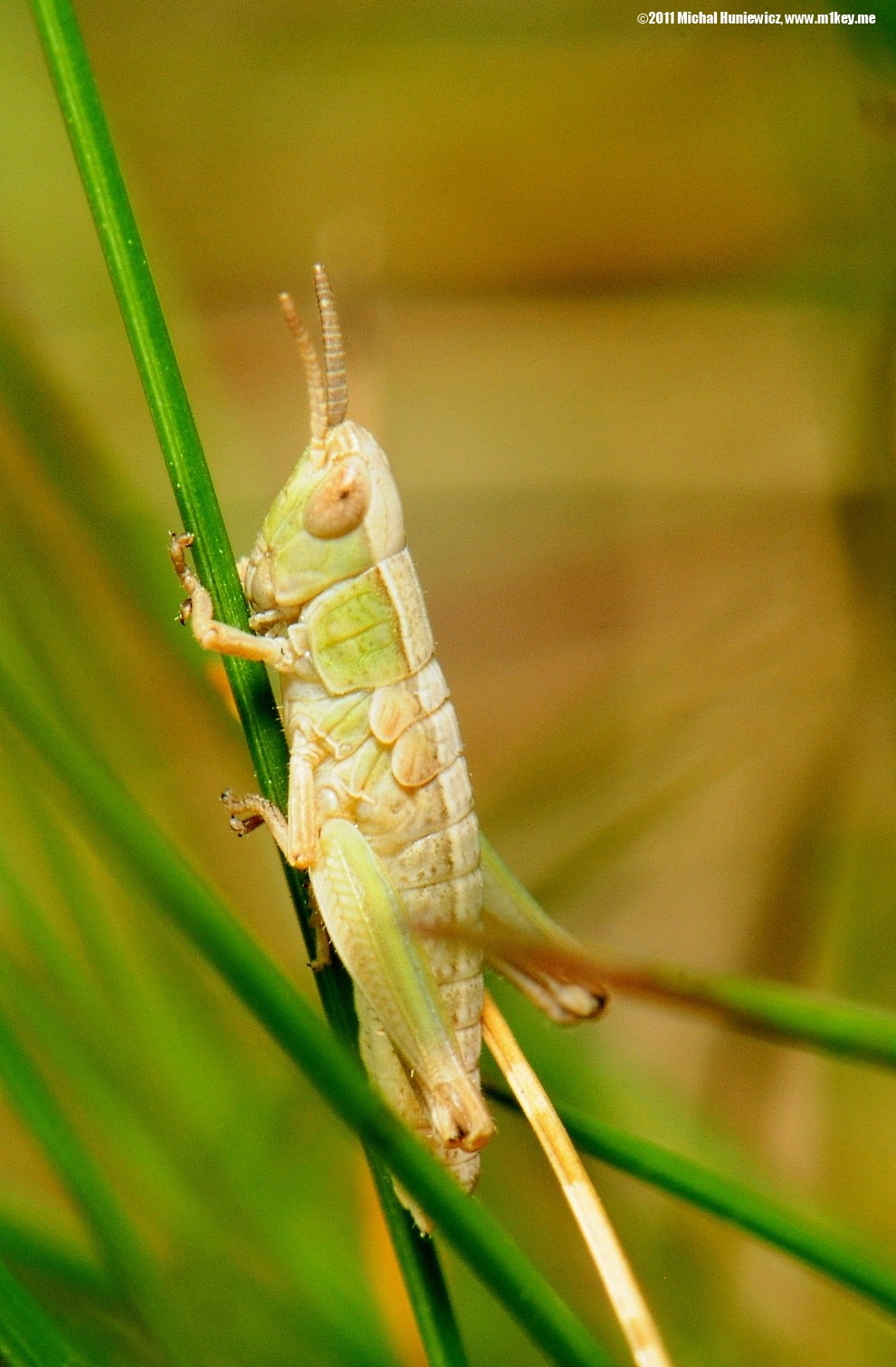 Grasshopper - Macro Work