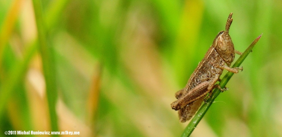 Grasshopper - Macro Work