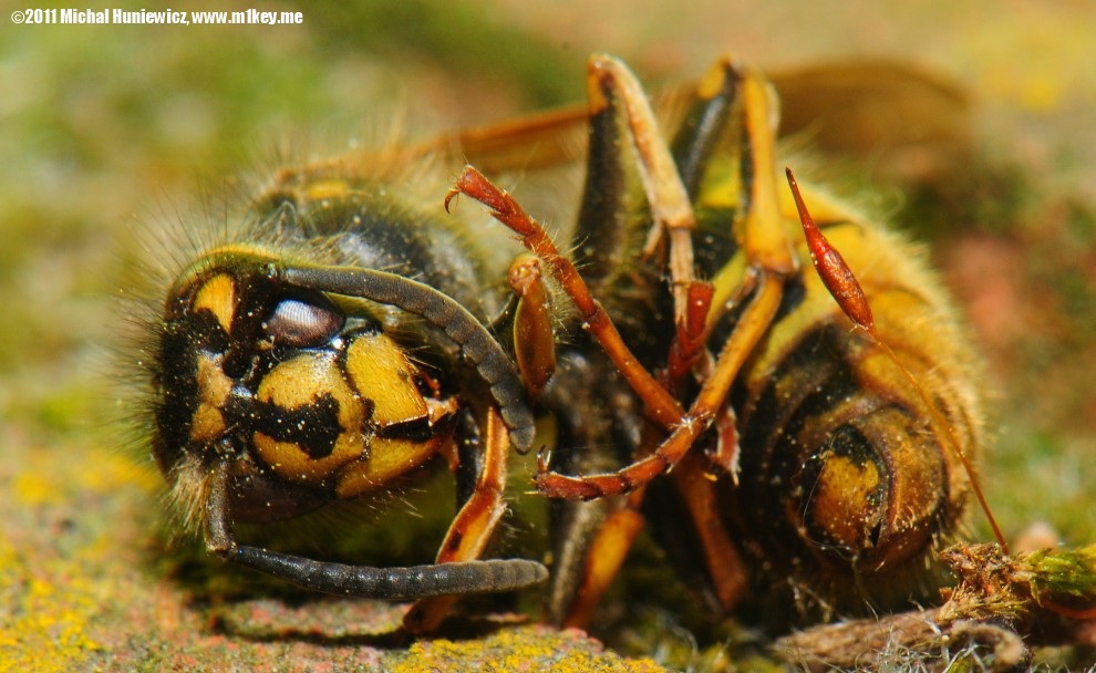 Wasp - Macro Work