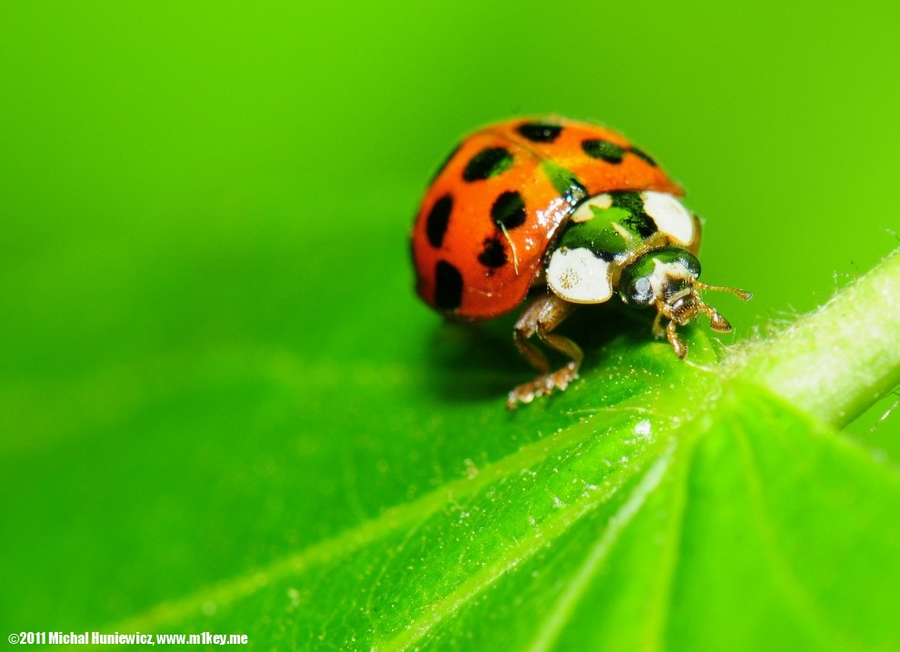 Lady bug - Macro Work