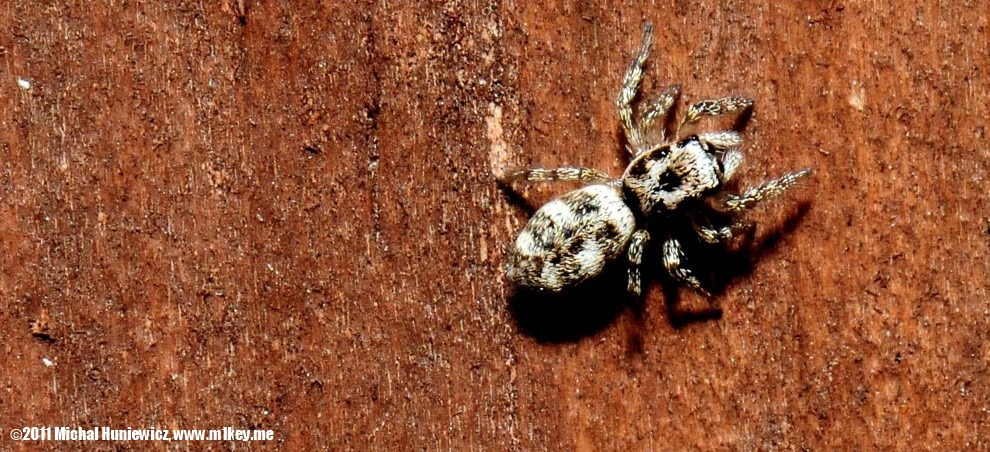 Jumping spider - Macro Work