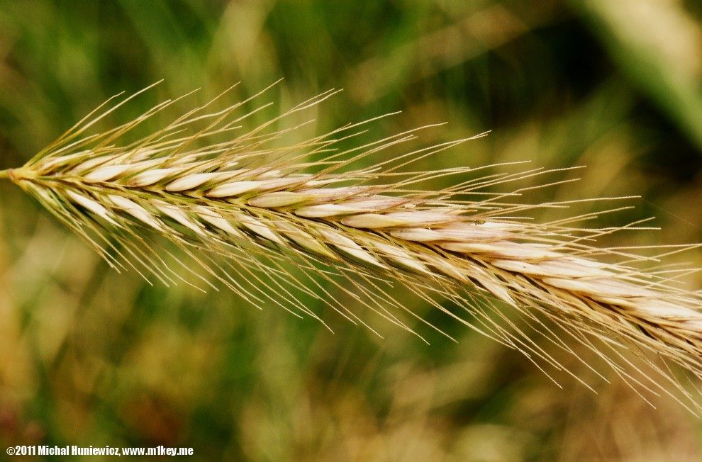 Wall barley - Macro Work