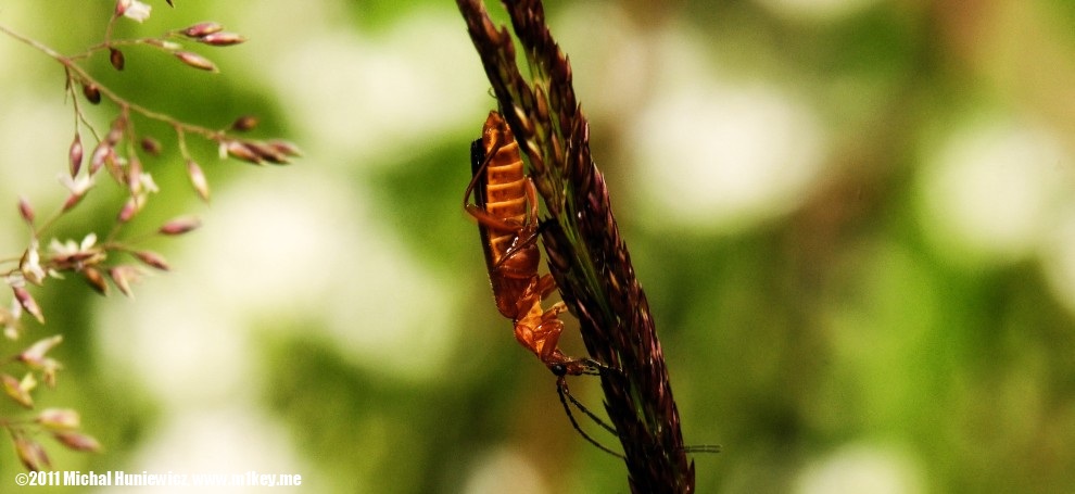Soldier beetle - Macro Work