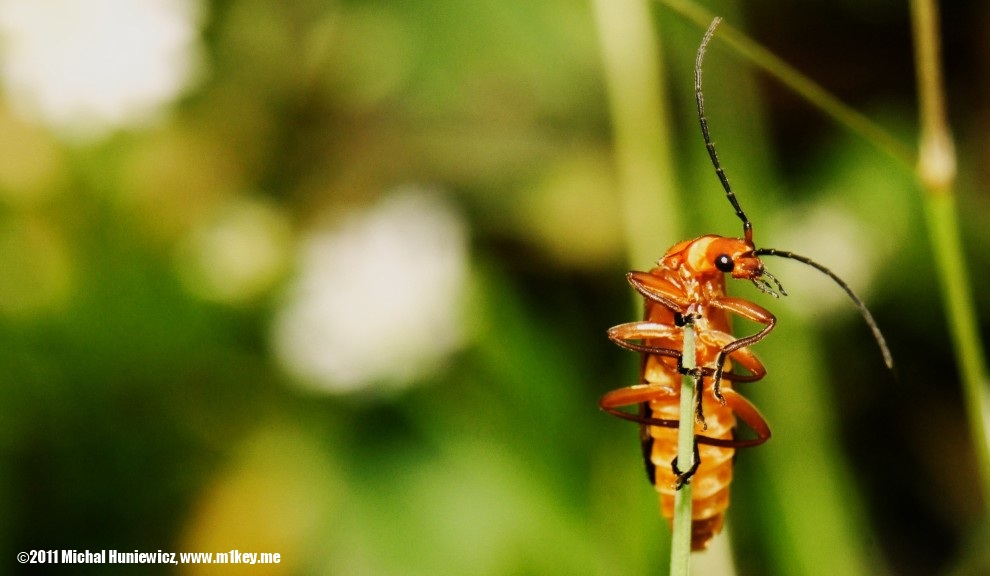 Take one of me! - Macro Work