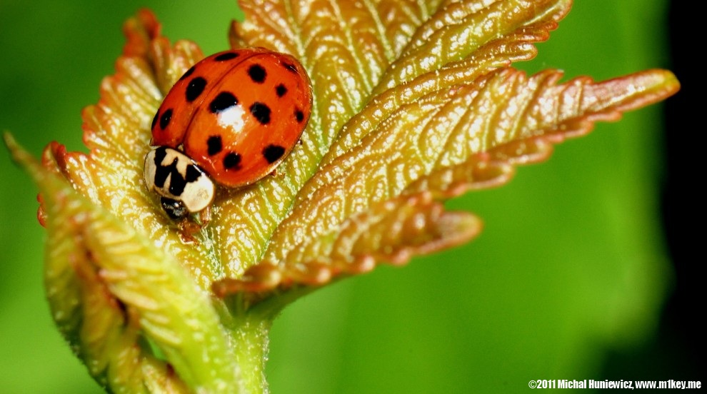 Lady bug