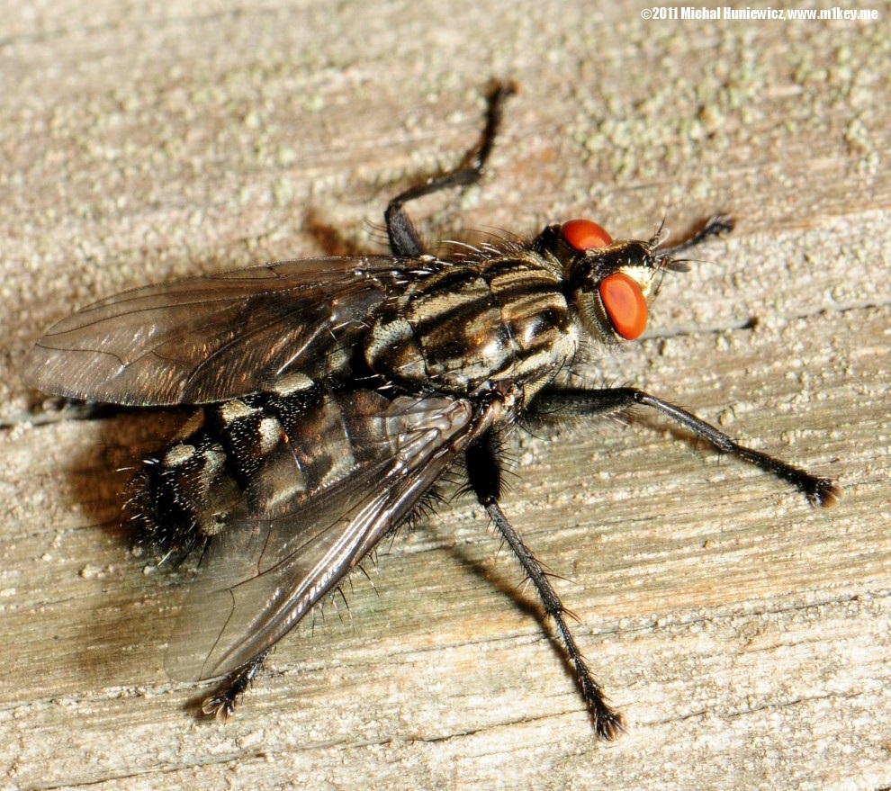 Anthomyiid fly