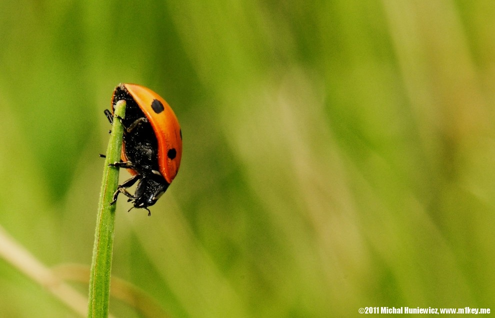 Lady bug