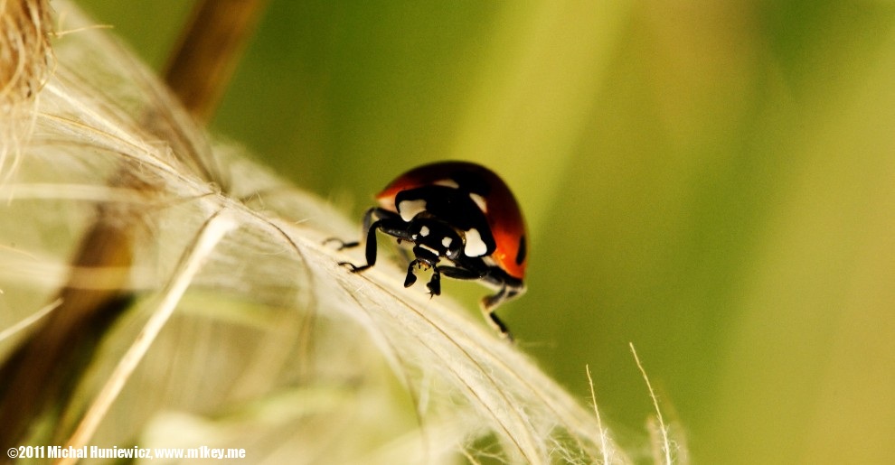 Lady bug