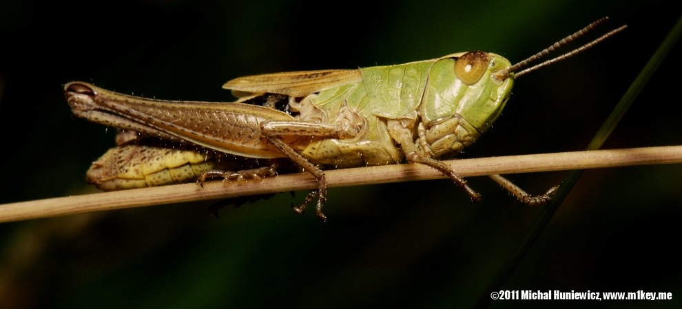 Grasshopper
