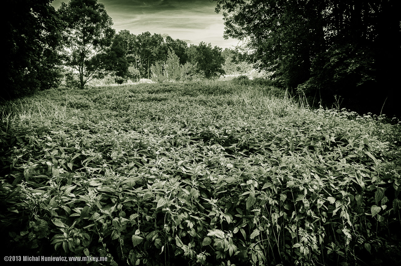 Stinging nettles