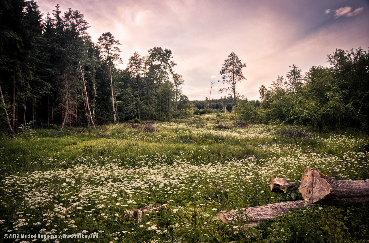 In the forest again