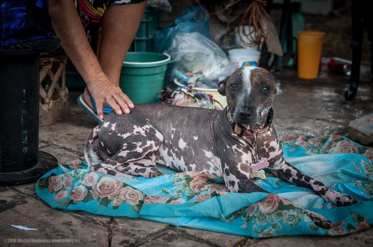 Xoloitzcuintli