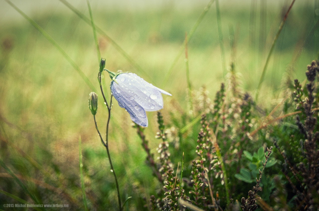 Campanula Rotundifolia