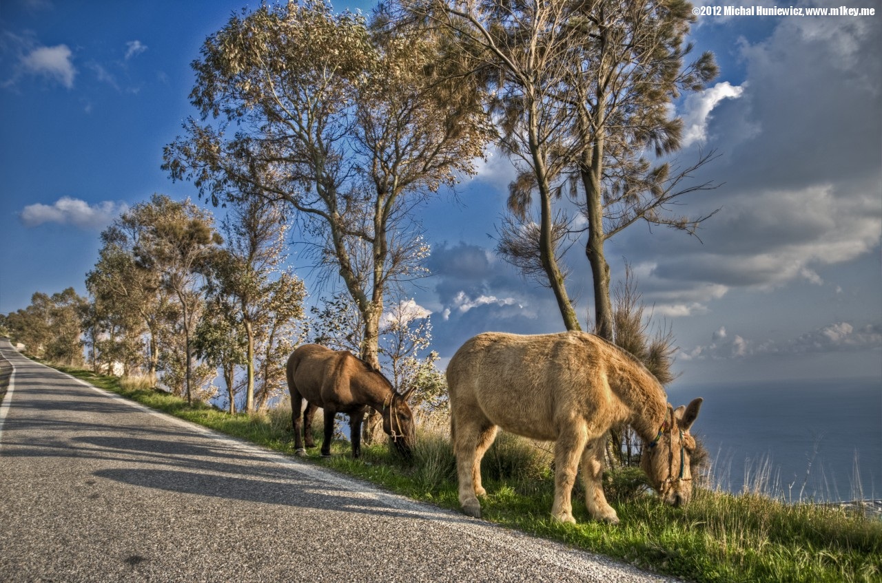 Mules - Postcards From Greece