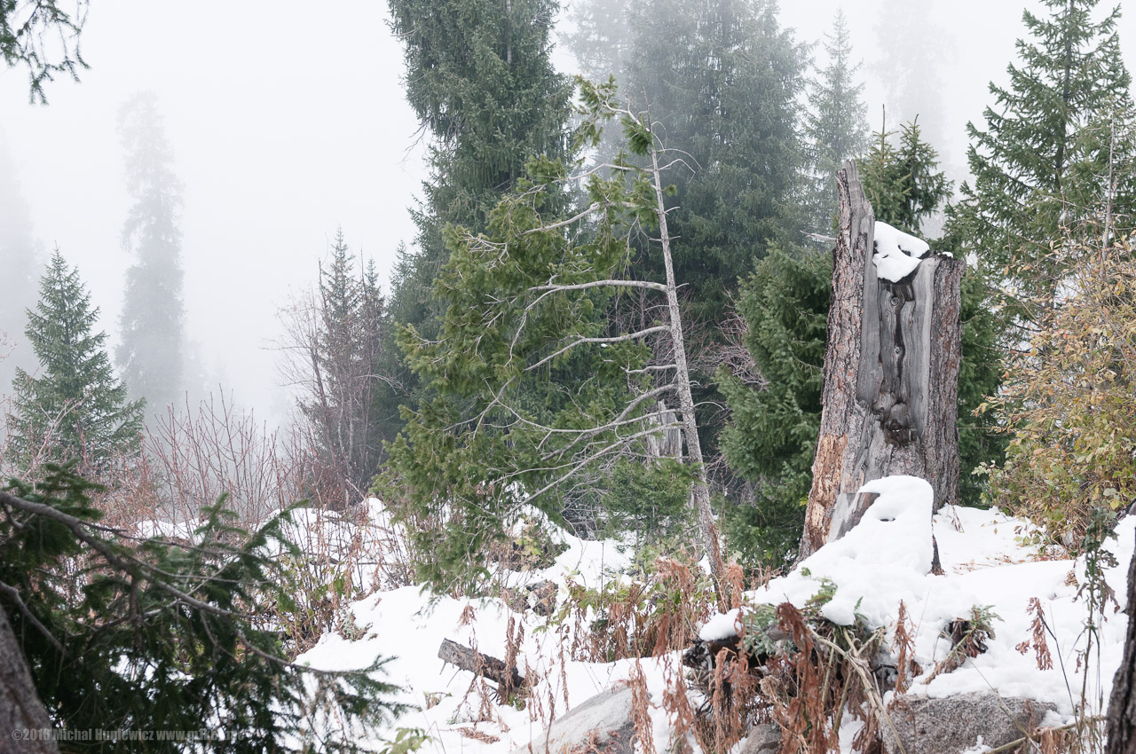 Fog in the Mountains