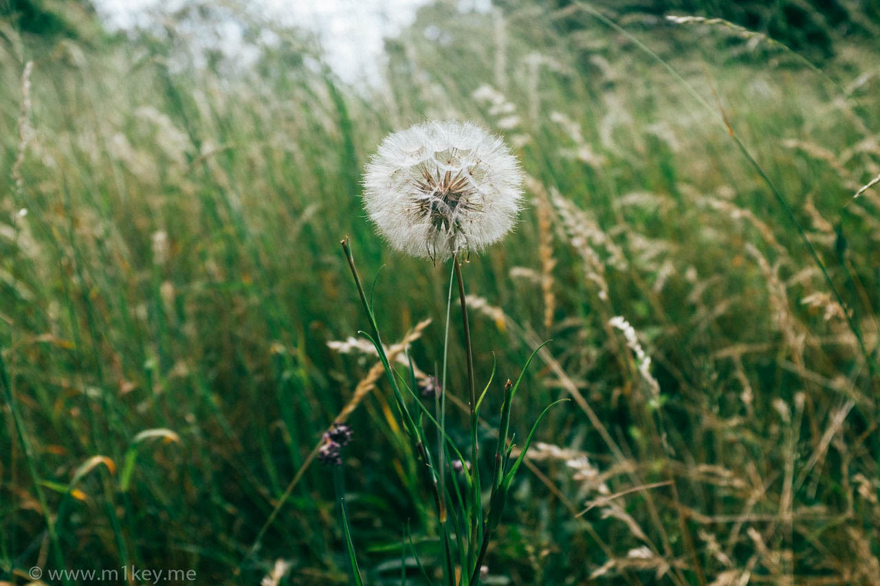 Dandelion