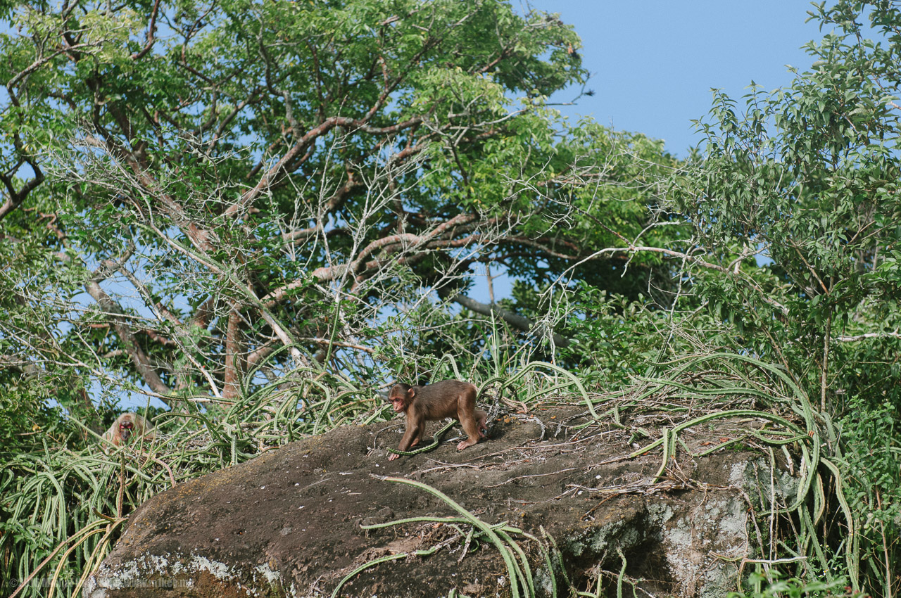 Don't Smile at the Monkeys