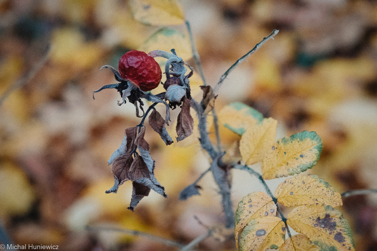 Where Wild Roses Grow