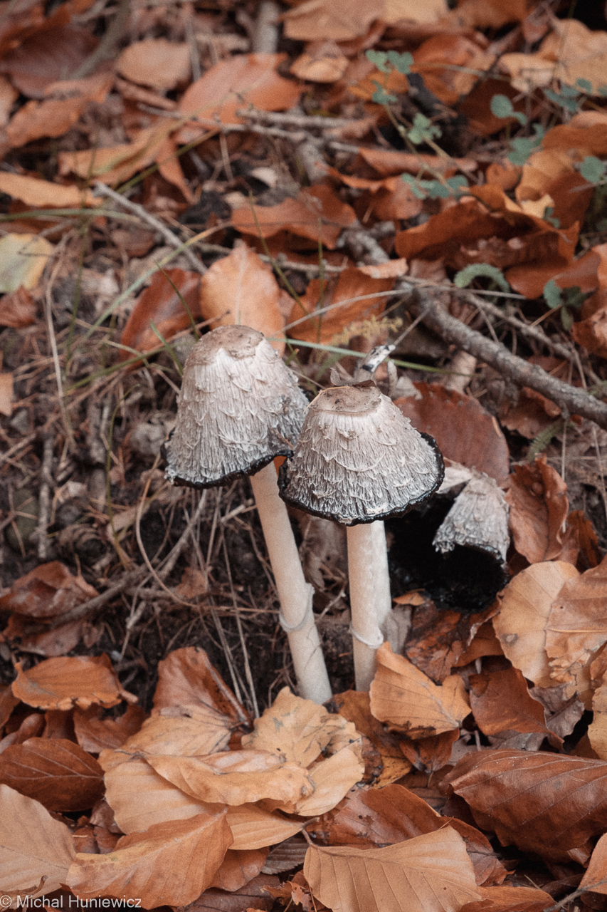 Coprinus Comatus