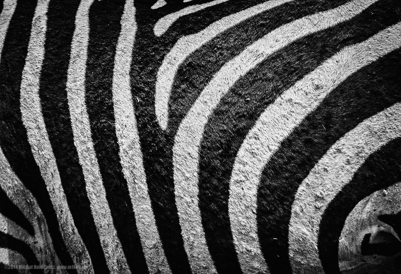 Zebra