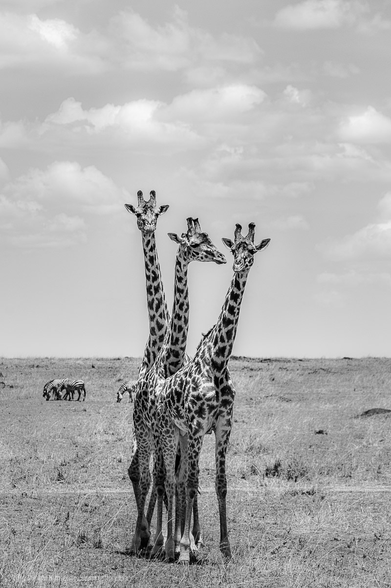 What is this creature?