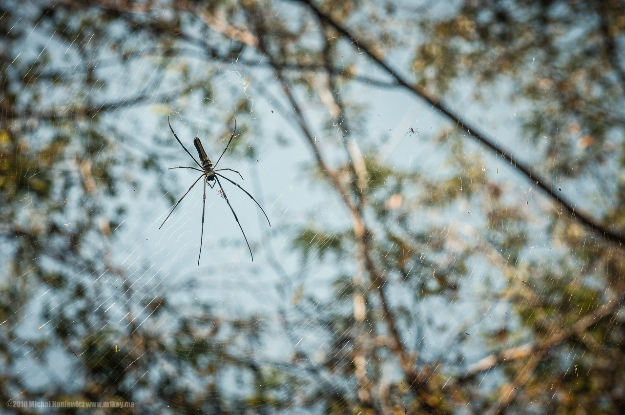 Guardian Spider