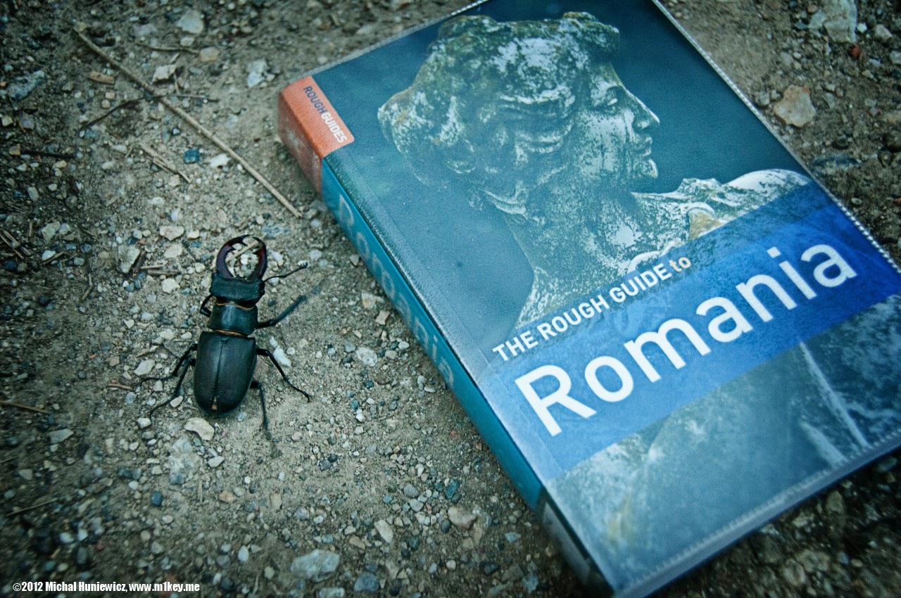 Stag Beetle - Transylvania