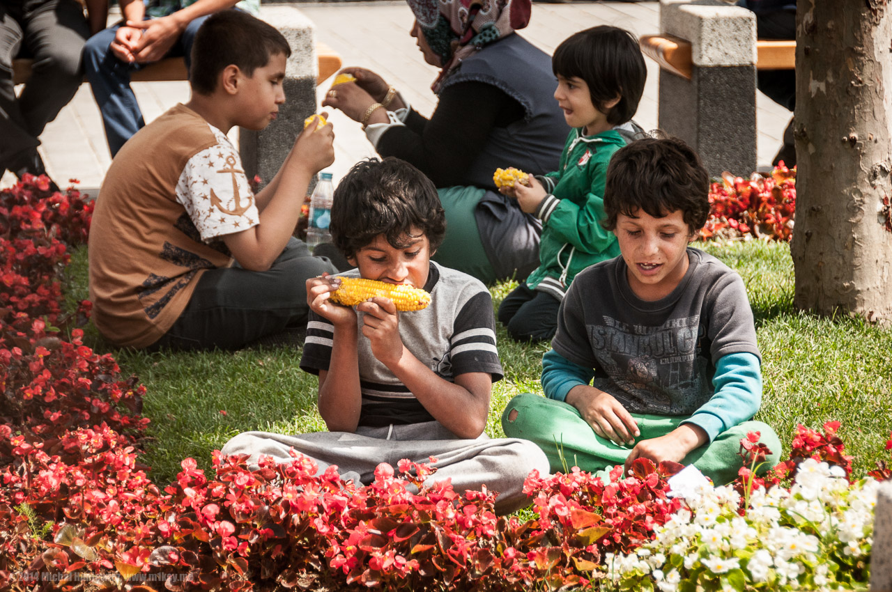 Corn, corn everywhere