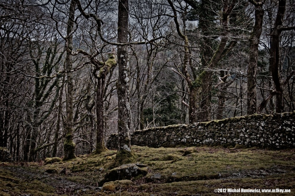 Coed Ganllwyd - Wales