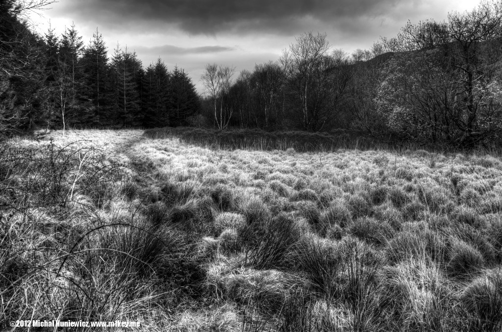 Marshes
